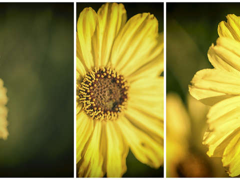 Happy joyful triptych