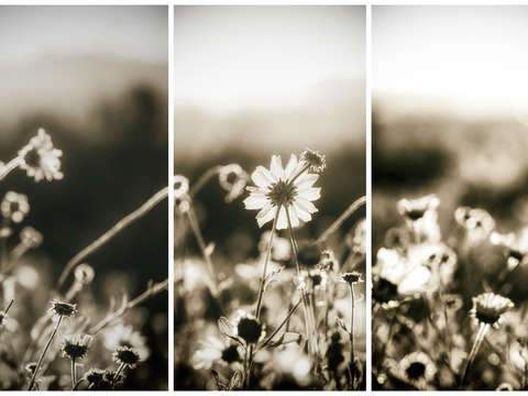 Sepia morning triptych