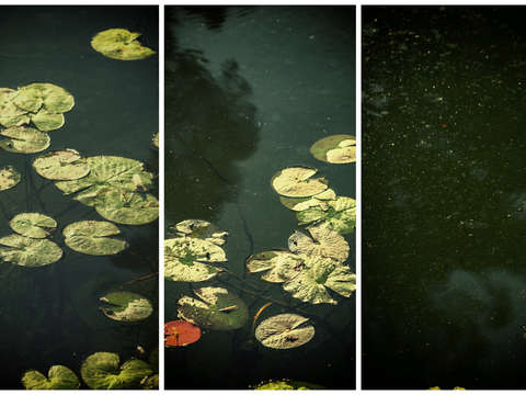 Only one in red triptych