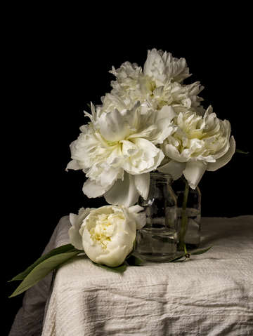 White peony still life
