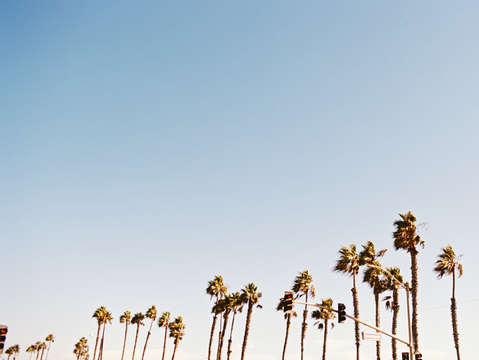 Palms on seventeenth