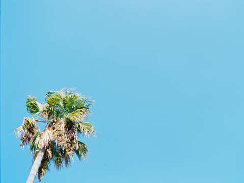 Palm 2