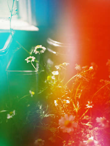 Wildflowers 5