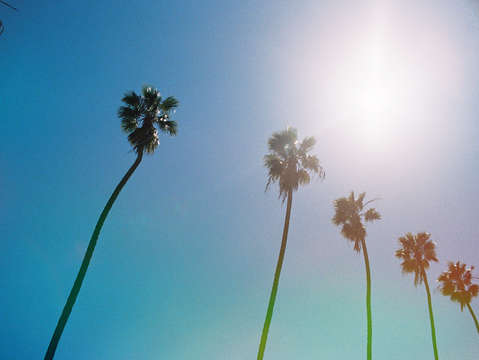 Line of palms 2