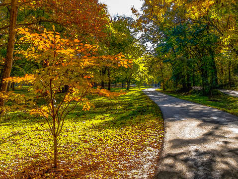 Autumn shadows walkway painterly