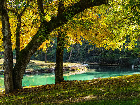 A place under the shade tree