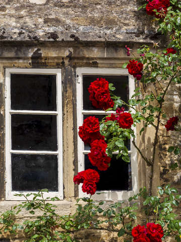 Window and climbing roses