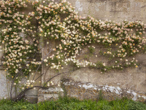 Climbing roses on lacock abbey