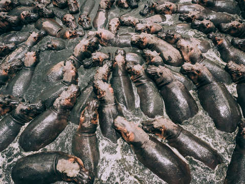 Hungry hippos