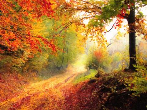 Autumn forest edge 2
