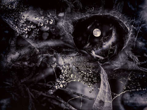 Moon drops