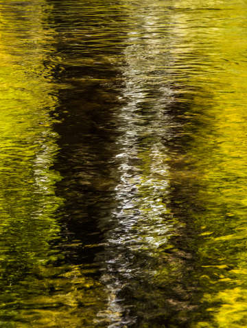 Reflected forest
