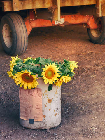 Dollar flowers