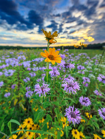 Standing tall among the many