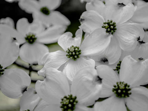 Dogwoods in march