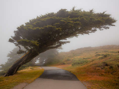 The leaning cypress