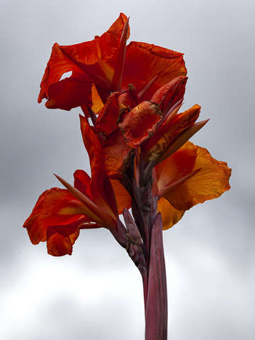 African arrowroot