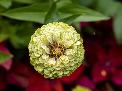 Zinnia 3