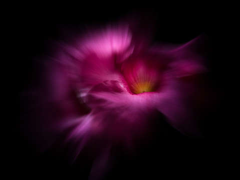 Backyard flowers 2 color flow version