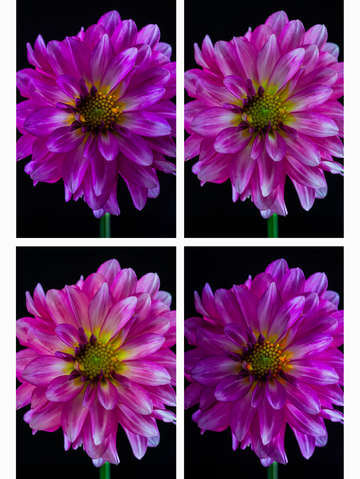 Dahlia quartet