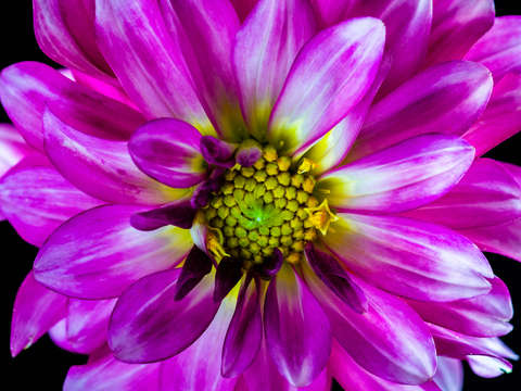 Dahlia 1