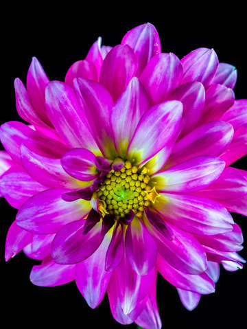 Dahlia 2 2