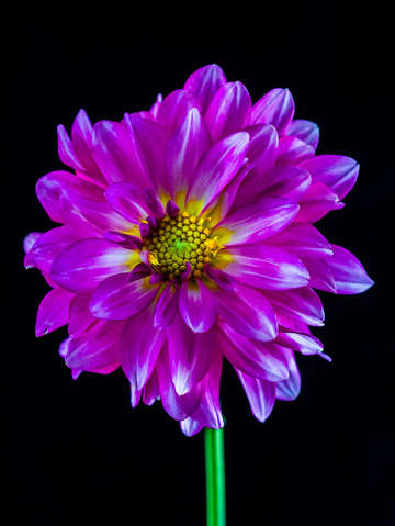 Dahlia 3 2