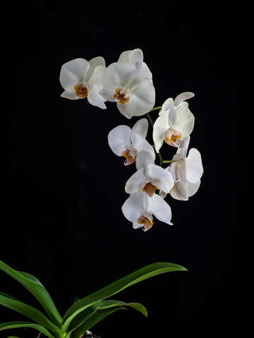 Orchids 1 2