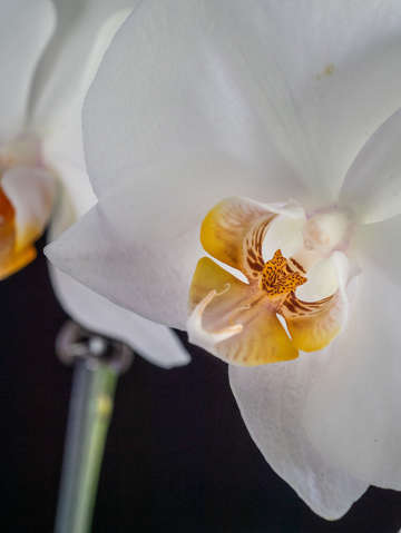 Orchid 1 2