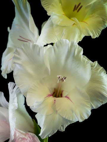 Gladiolus 1