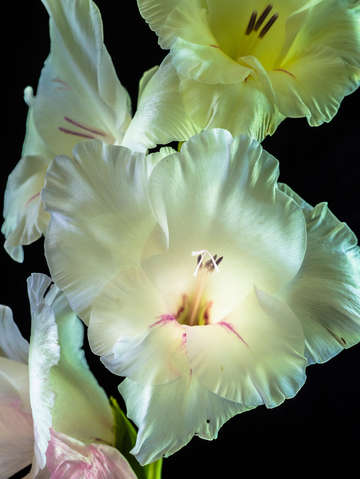 Gladiolus 2