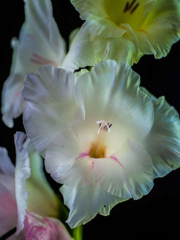 Gladiolus 3