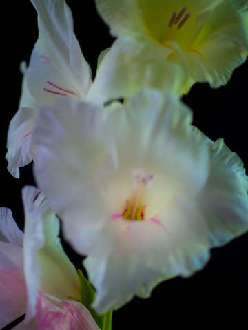 Gladiolus 4