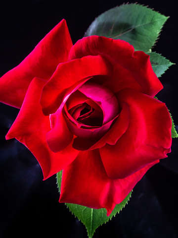 Rose 1