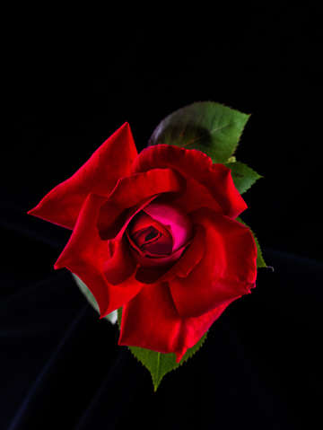 Rose 2 2