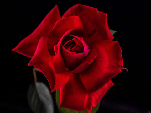 Rose 3 2