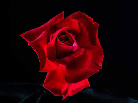 Rose 4 2