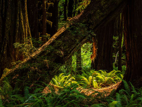 Redwoods and ferns