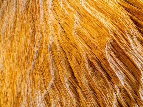 Wood texture 3