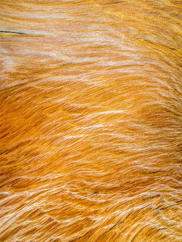 Wood texture 4