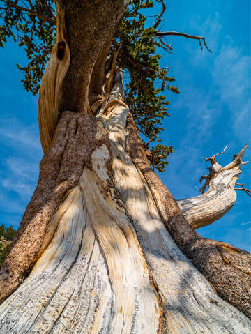 Alpine tree