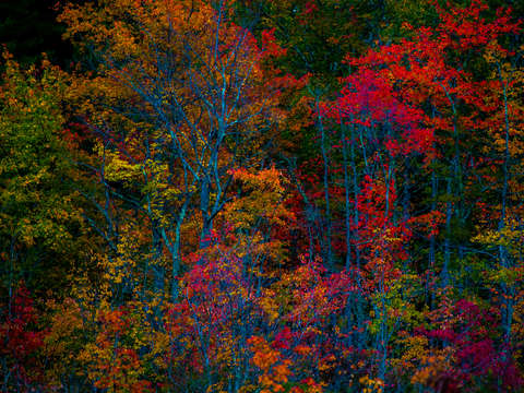 Foliage abstract