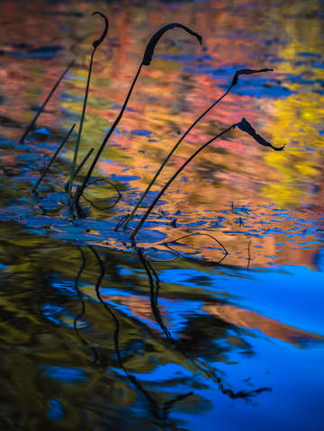 Foliage reflection