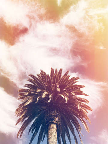 Tie dye palm