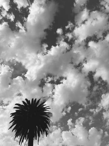 Puff puff palm