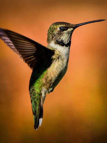 Winged ballerina