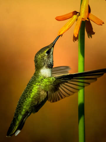 Pollinator