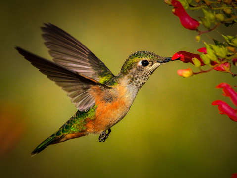 Hummingbird if flight