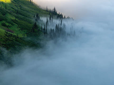 Fog and trees