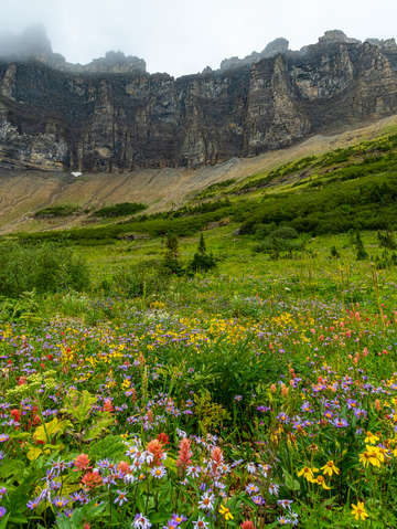 Carpet of flowers